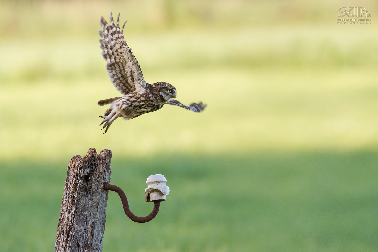 Steenuil De steenuil (Little owl, Athene noctua) is een van de kleinste uilen in de Lage Landen. Zoals de meeste uilen leeft de steenuil vooral 's nachts en komt hij voor in een breed scala aan habitatten waaronder landbouwgrond, bos, heide, ... De steenuil voedt zich met insecten en kleine zoogdieren zoals muizen.<br />
 Stefan Cruysberghs